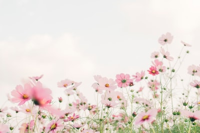 粉红色和白色的花朵在白色天空白天
